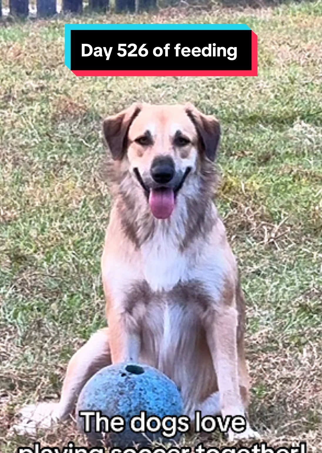 @jesswithallheranimals