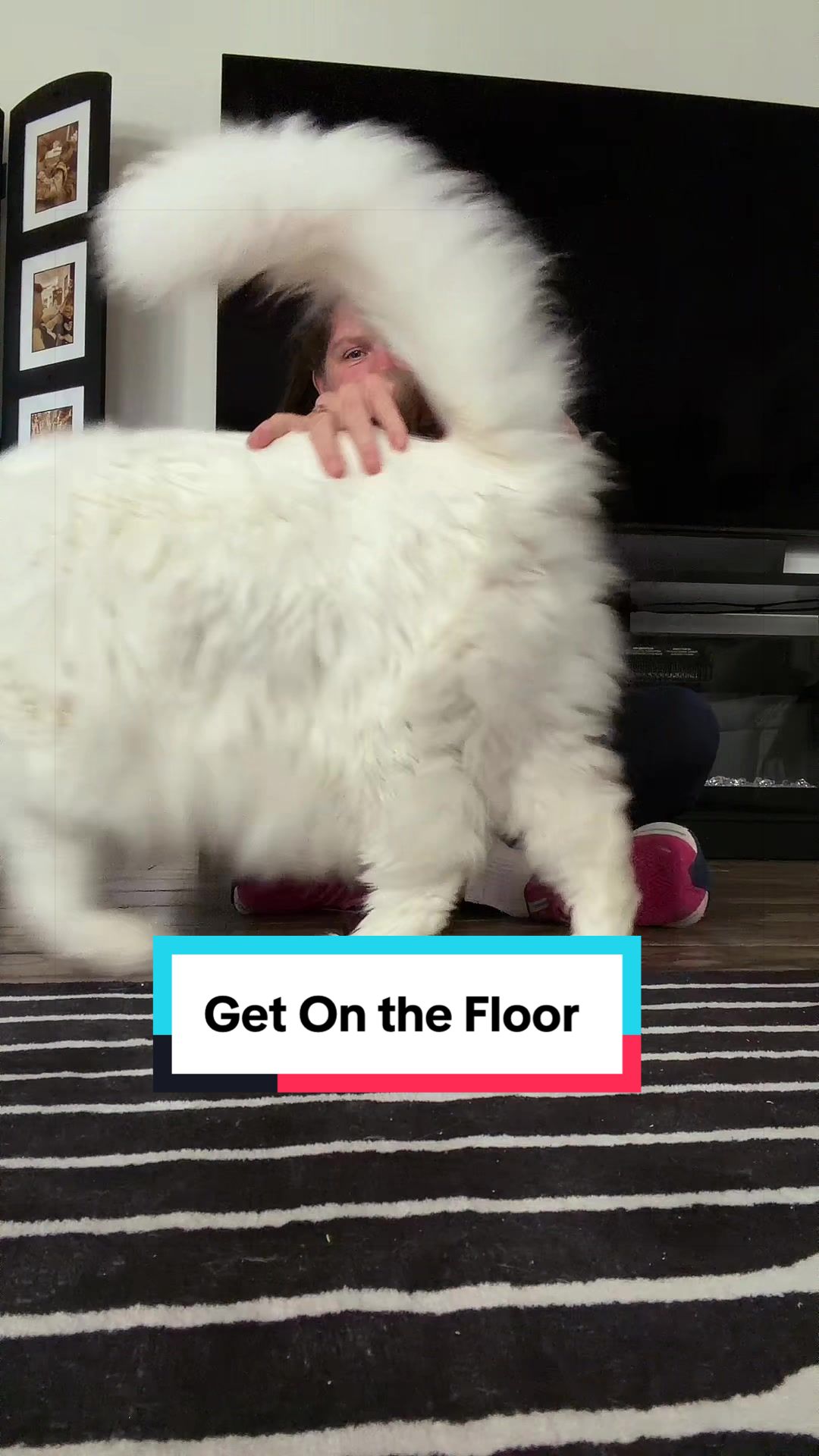 @Sassy Koonz Luxury MaineCoons