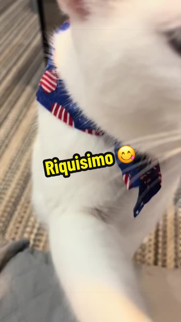 @🦖 MEOWassic CAT😺