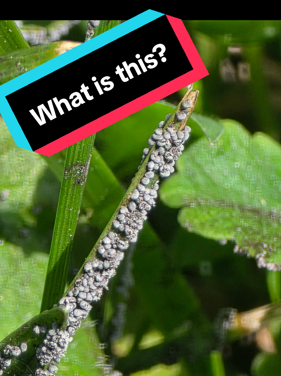 @Pete Thewirelessguy