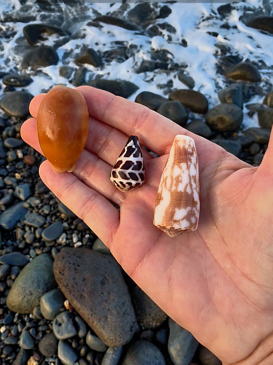 @Noe ๐ Shells