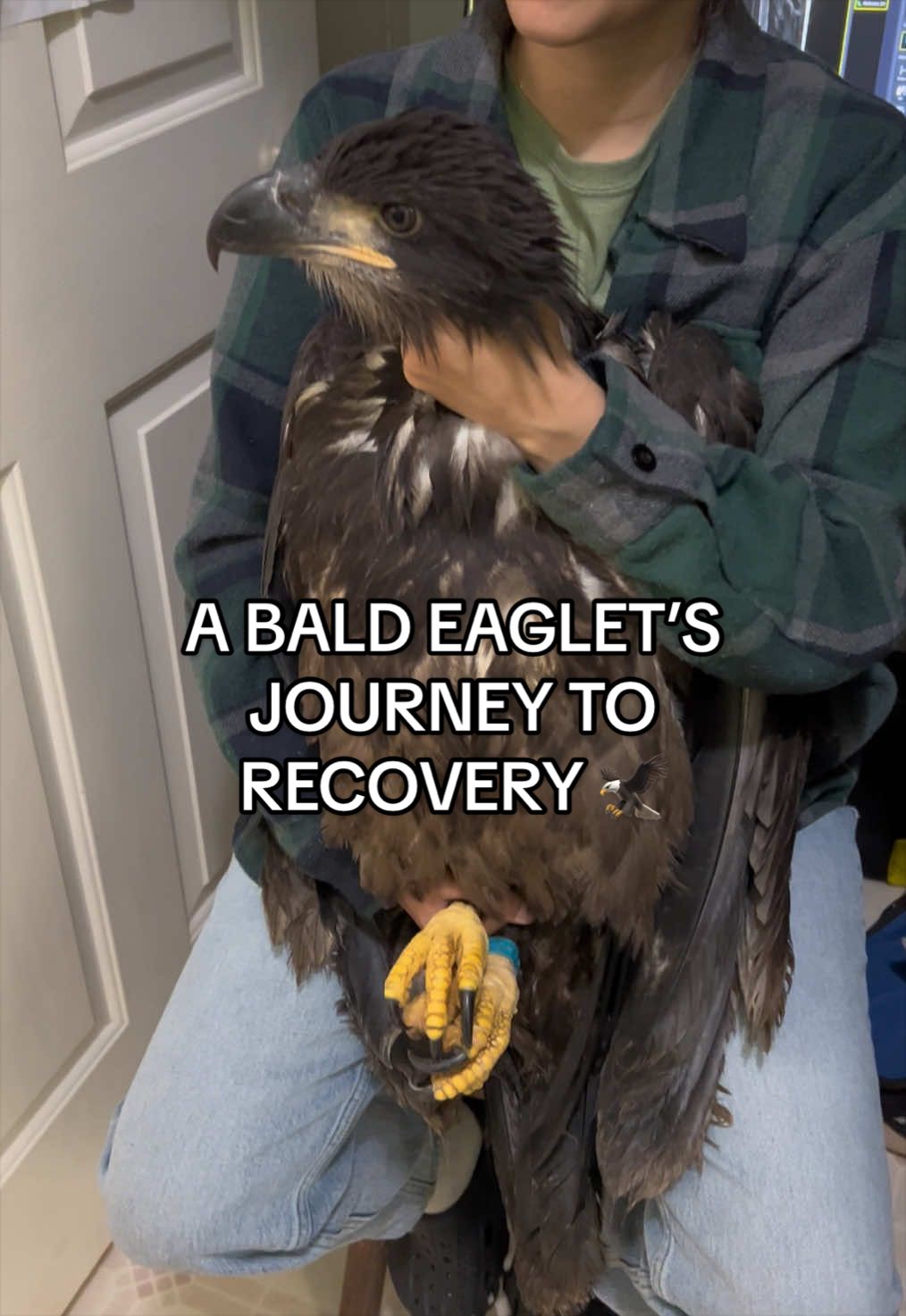 @Carolina Raptor Center