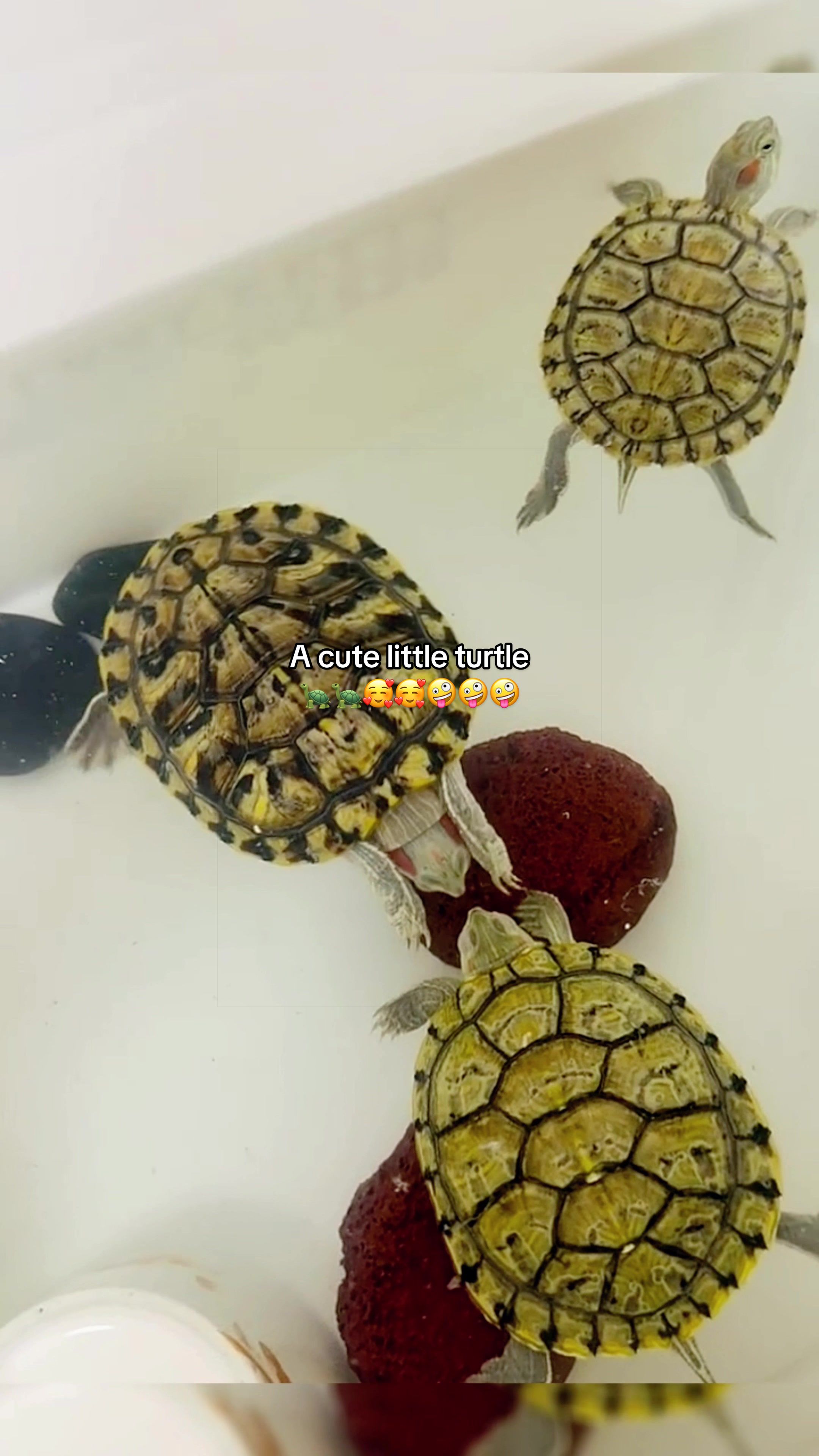 @Mr. Turtle