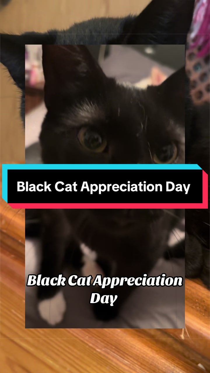 @catlover313official