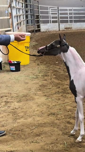@Dr.Nicole-VetMed