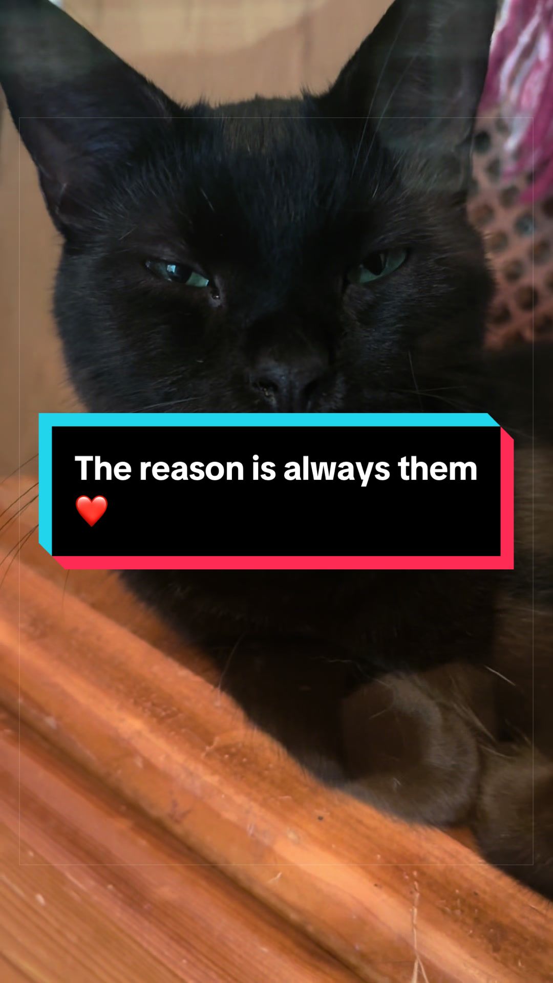 @catlover313official