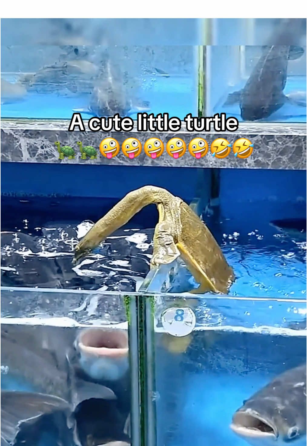 @Mr. Turtle