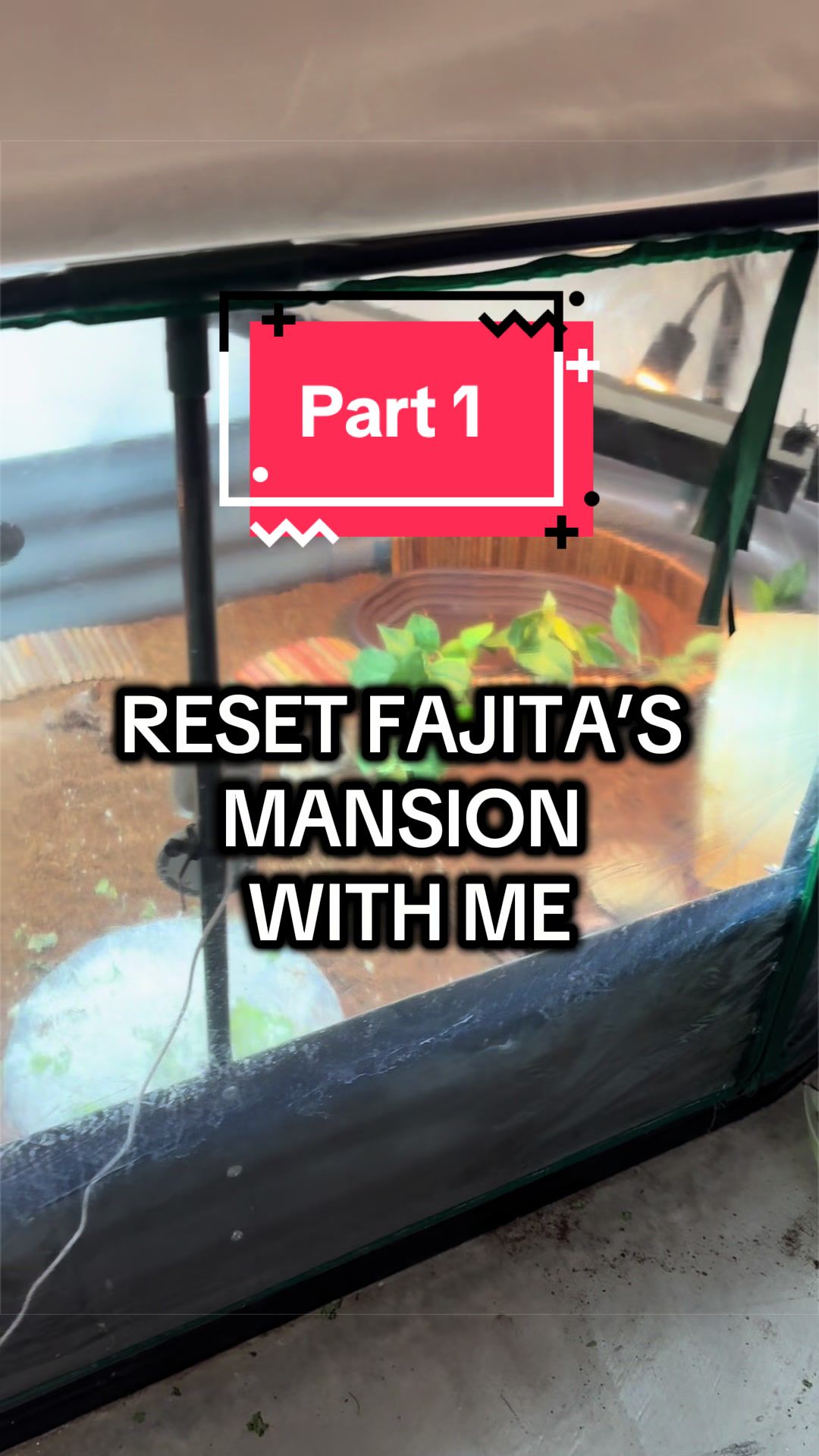 @Fajita 🐢