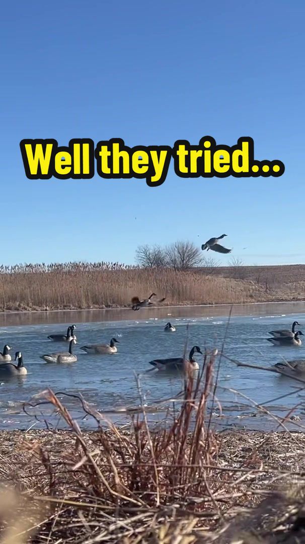 @Birdbath Waterfowl🦆