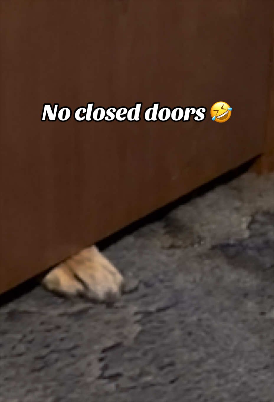 @Eggrollio