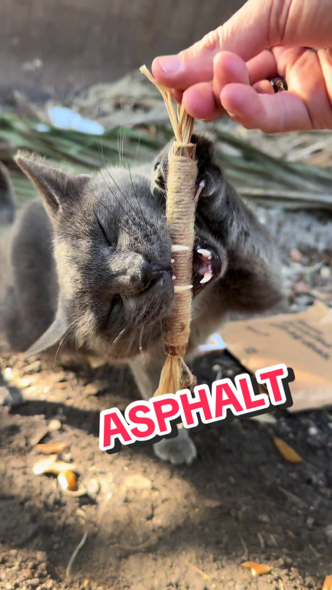 @apoinsettia