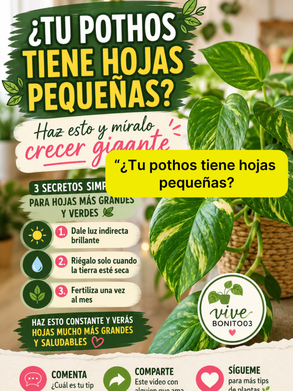 @Vivebonito