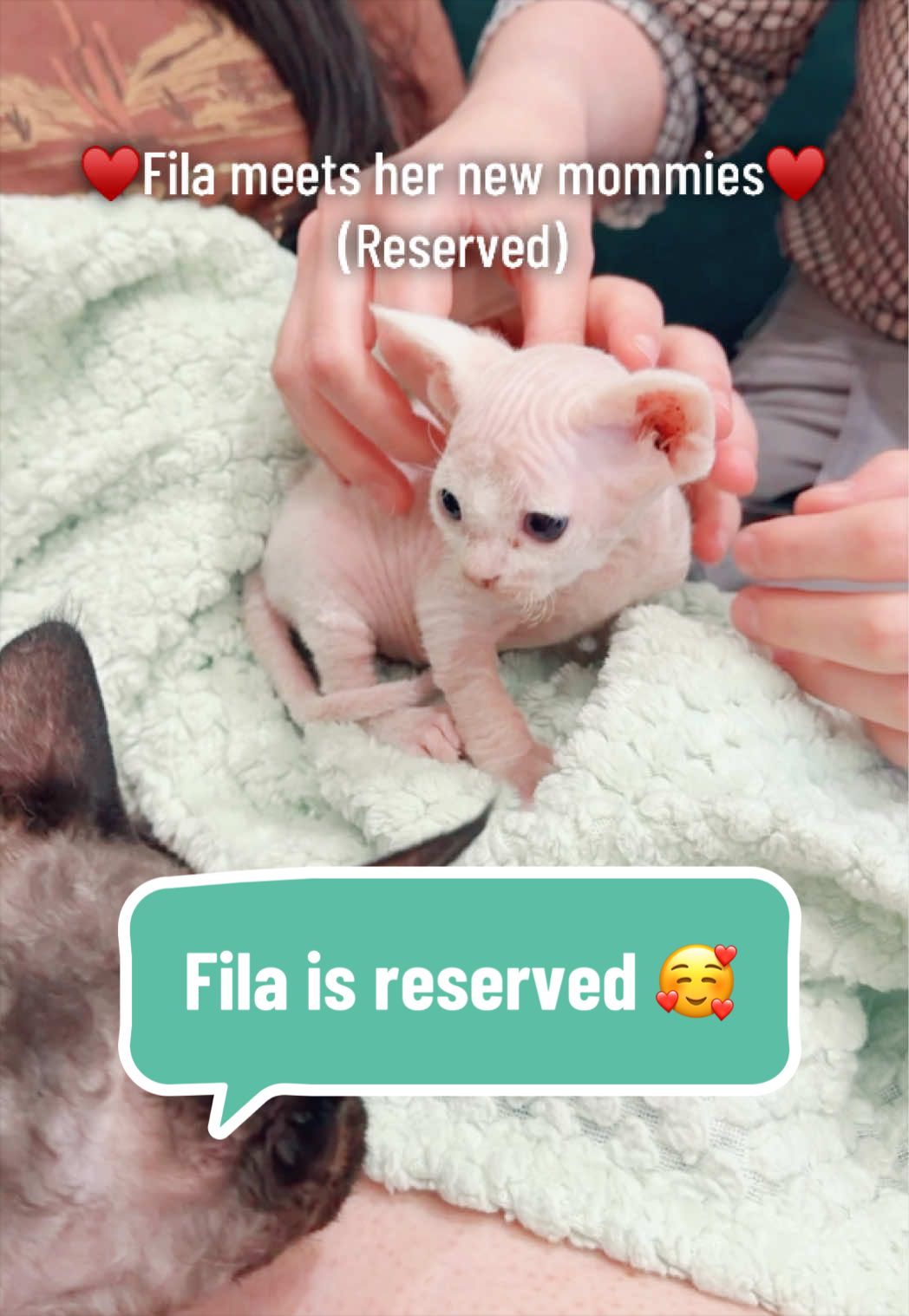 @Boba’s Buds Minskin Cats