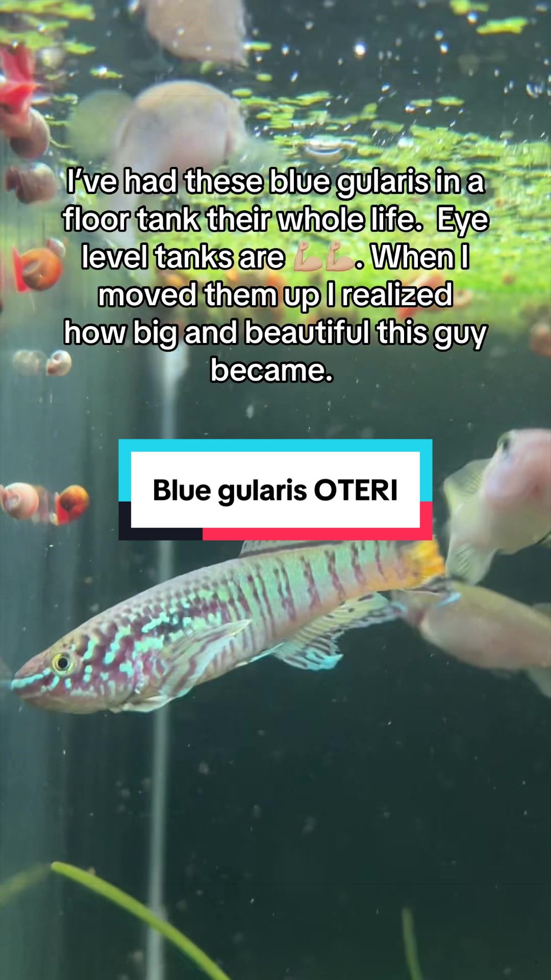 @Orange Aquatics 🐟