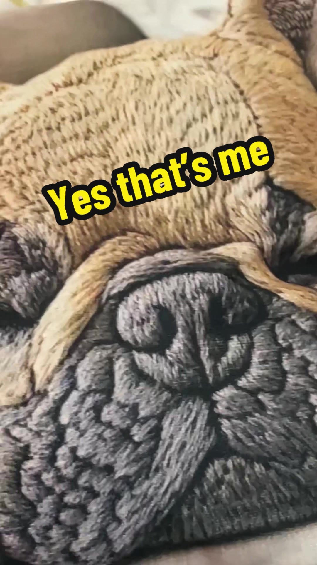 @FrenchBuldog