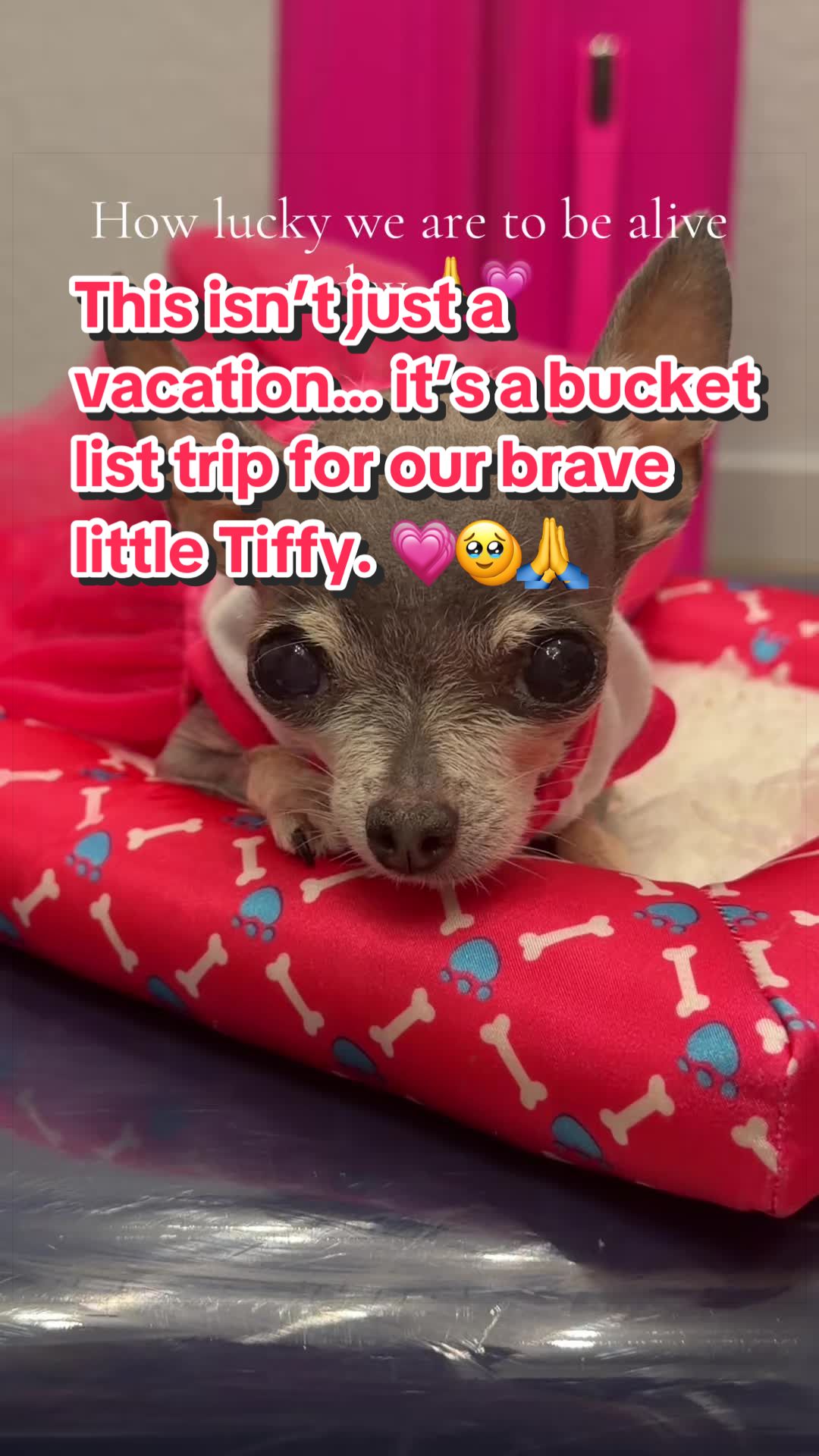 @Tinytiffytheteacupchihuahua