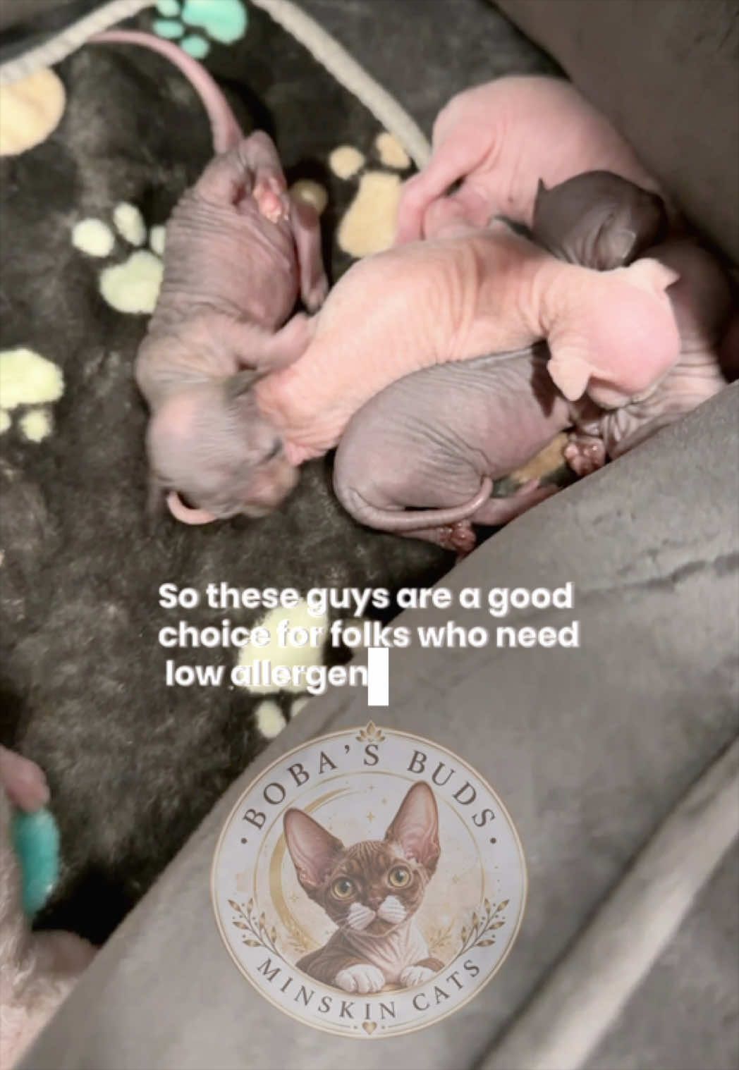 @Boba’s Buds Minskin Cats