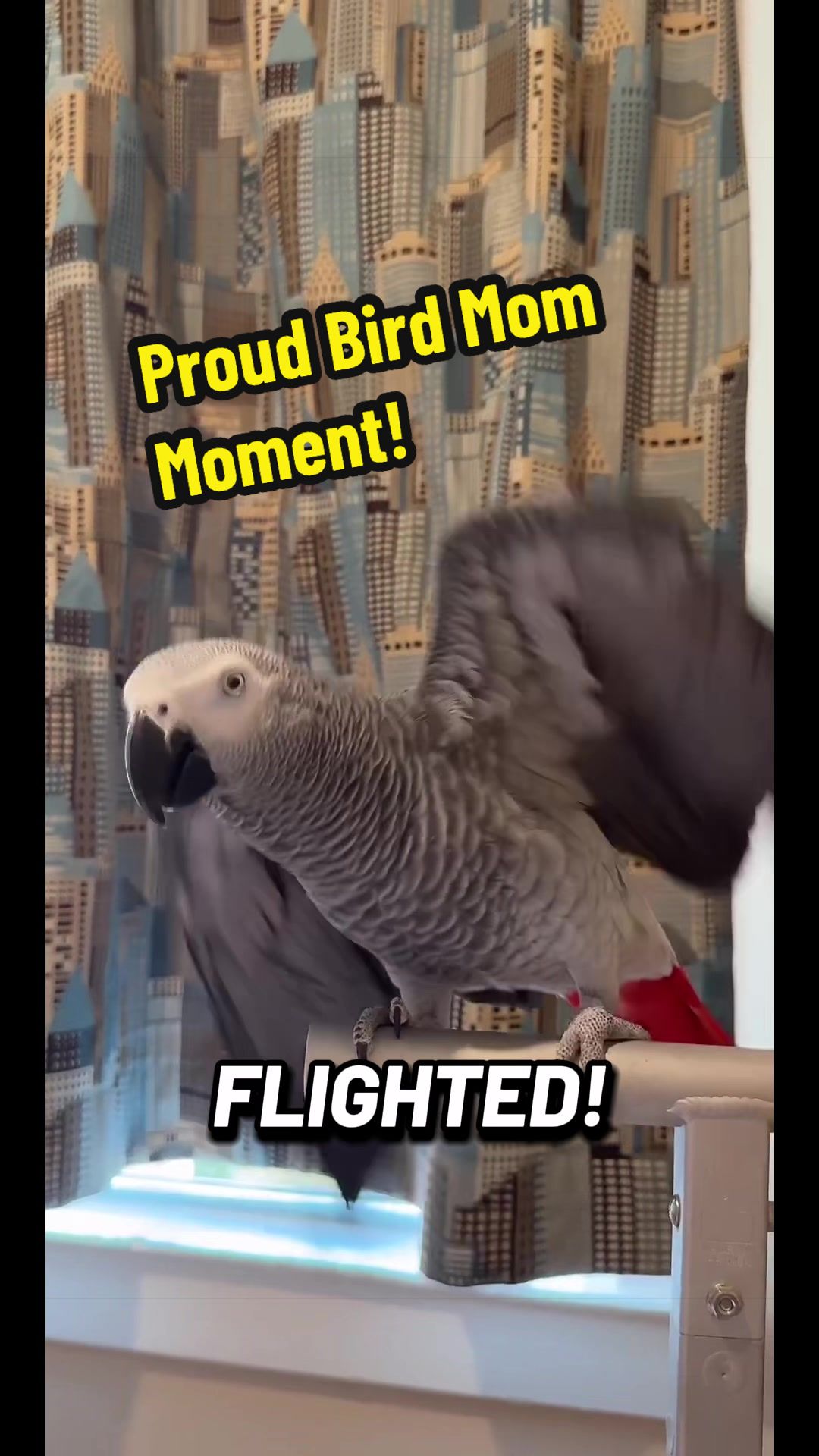 @thehinzoo