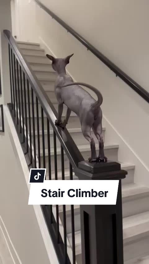 @kyoto.jack.sphynx