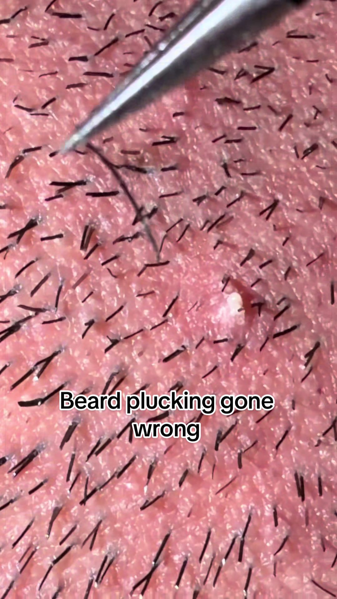 @GroomingMyGrizzly