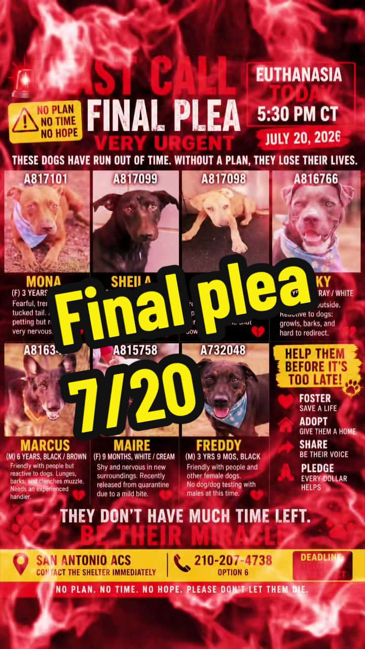@ʙᴇ ᴛʜᴇɪʀ ᴠᴏɪᴄᴇ🐾PSP1🫶🏻🐾🐶❤️