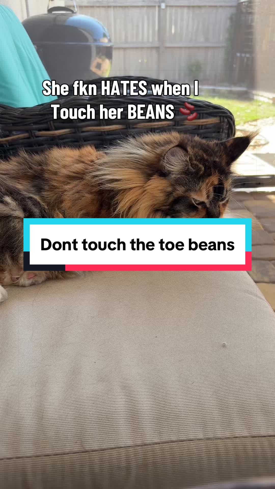@Sassy Koonz Luxury MaineCoons