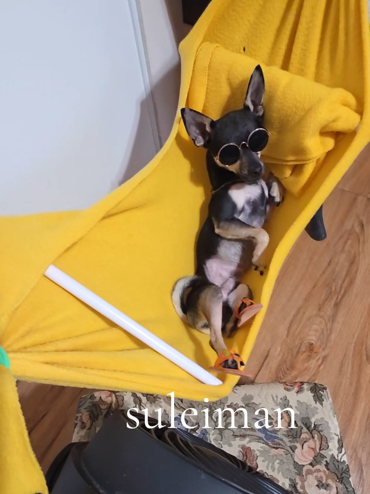 @suleiman 🐕
