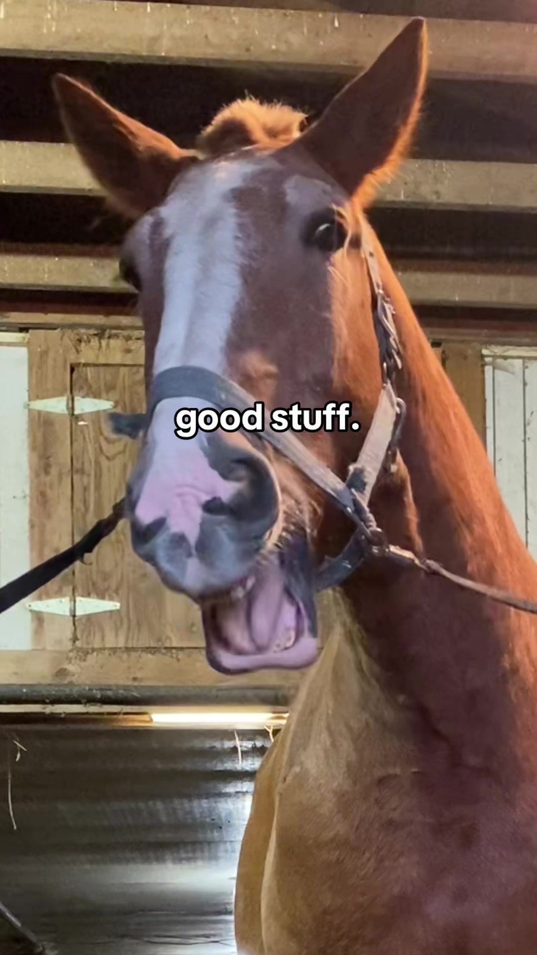 @HorsesFirst