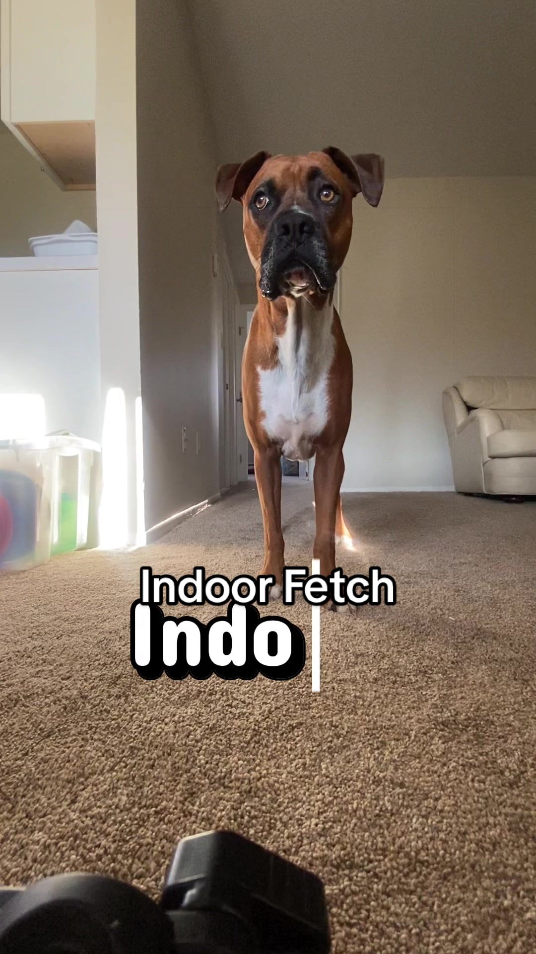 @Clyde the Boxermix