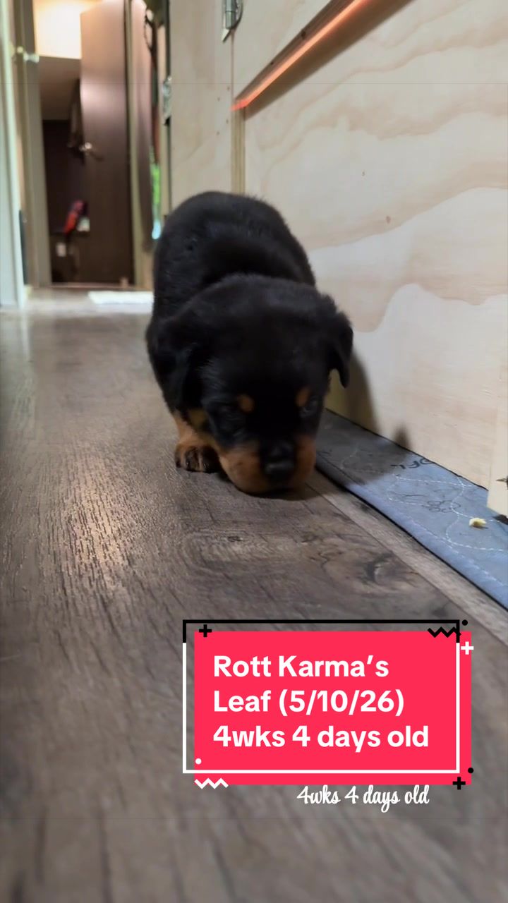 @Rott Karma Kennels LLC