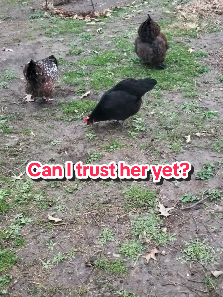 @CityChickenFarm