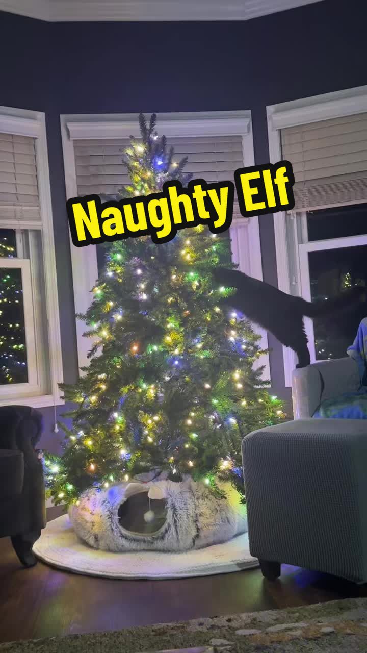 @three_meows_and_a_lady
