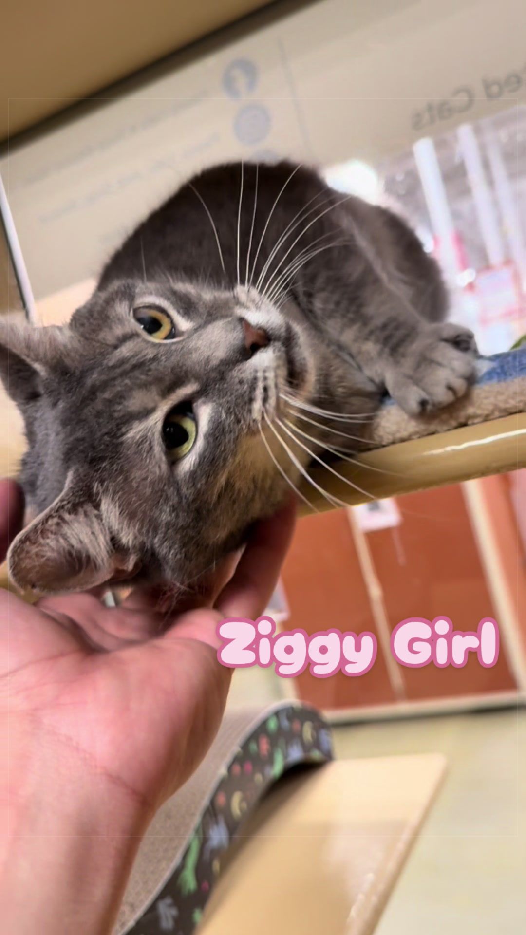 @Fancy Cats Rescue Team