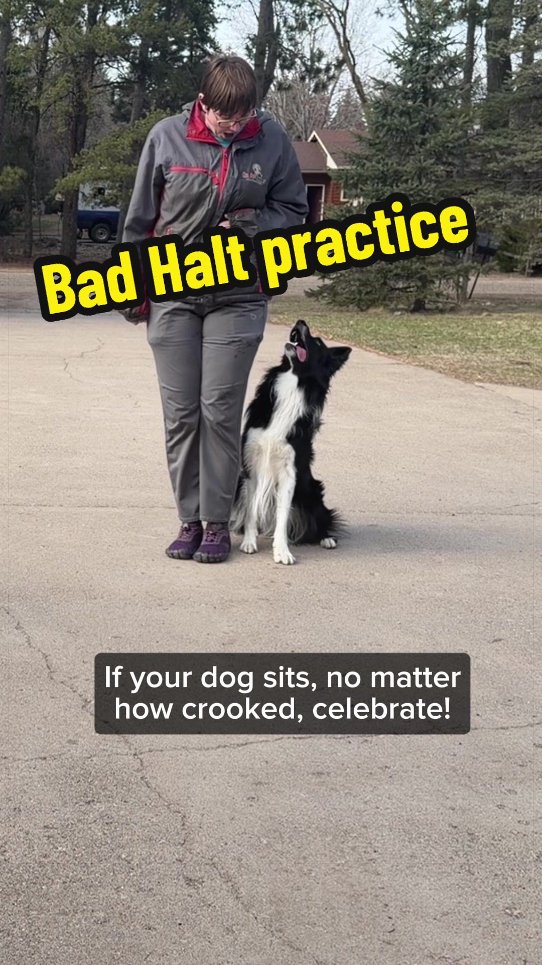 @Laura Waudby - Dog Sports