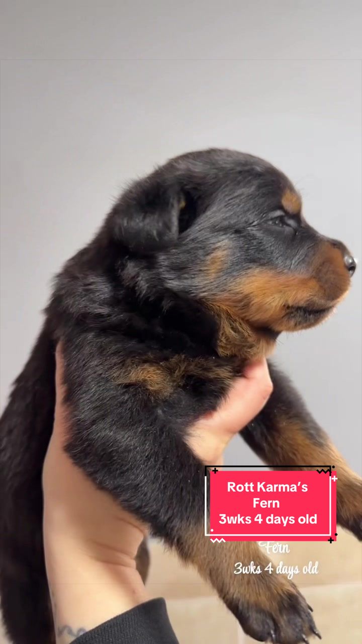 @Rott Karma Kennels LLC