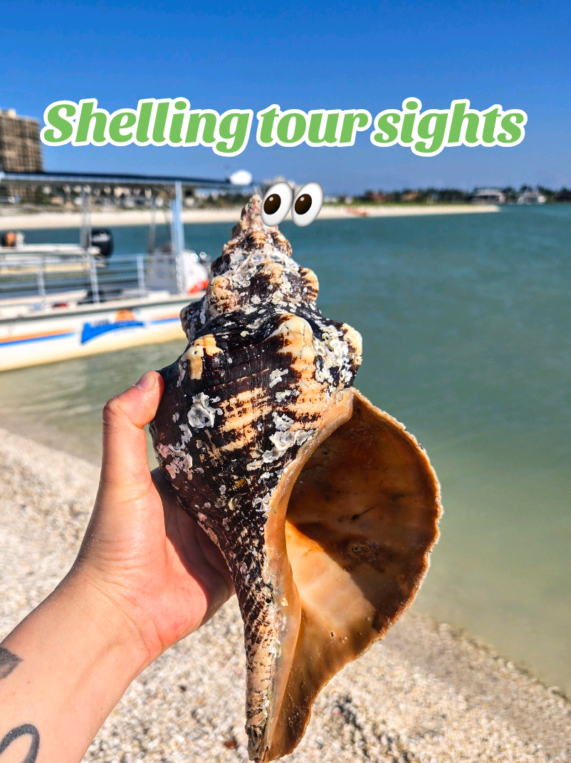 @The Seashell Mermaid ๐