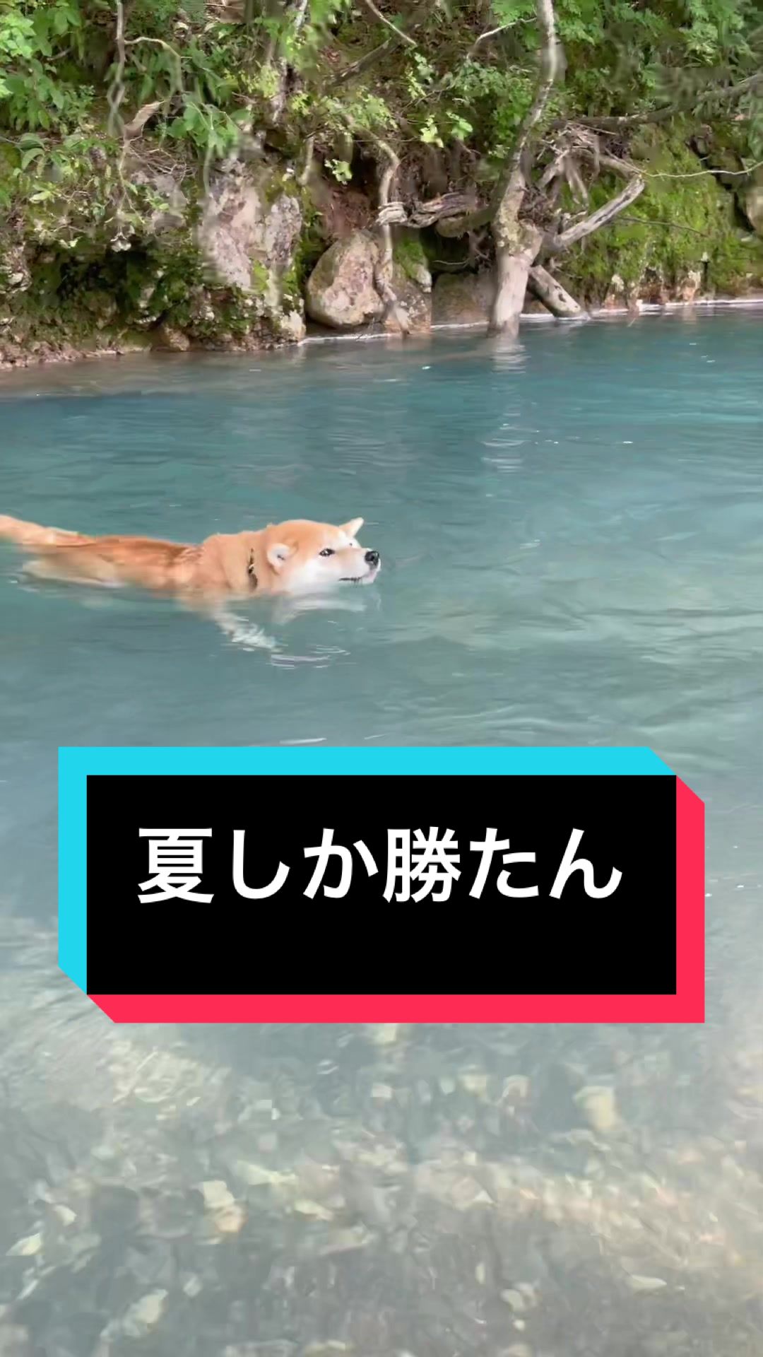 @🧿Mamidogs🧿