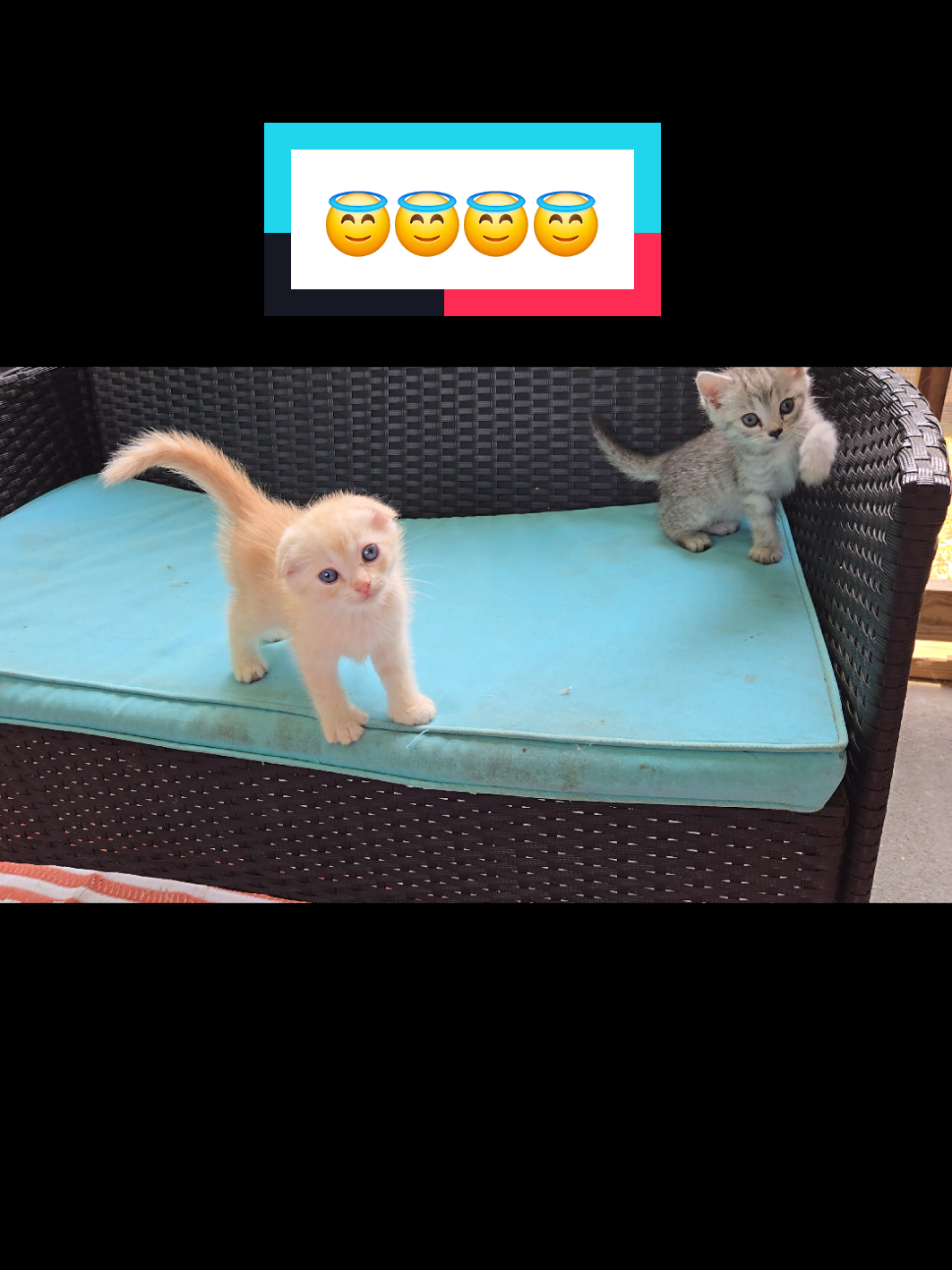@Brittany Beauties Kittens