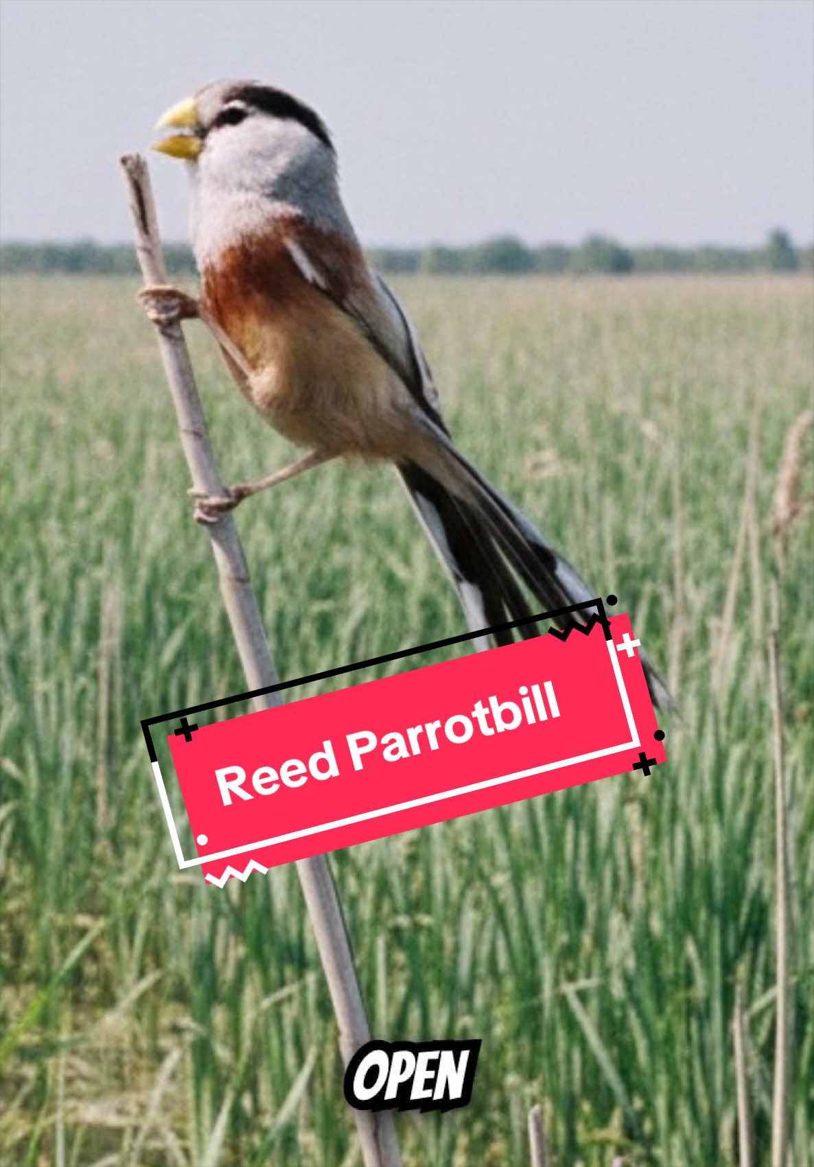 @Unique Bird Facts