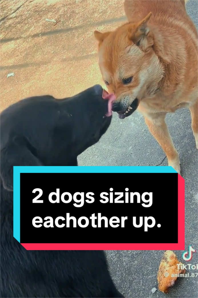 @k9stateofmindjax