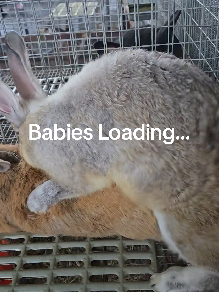 @Hidden Home Rabbitry