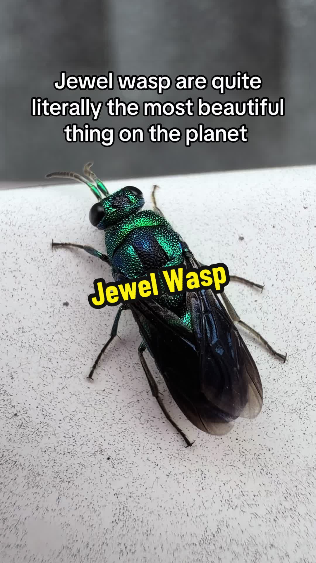 @thetinyjungle