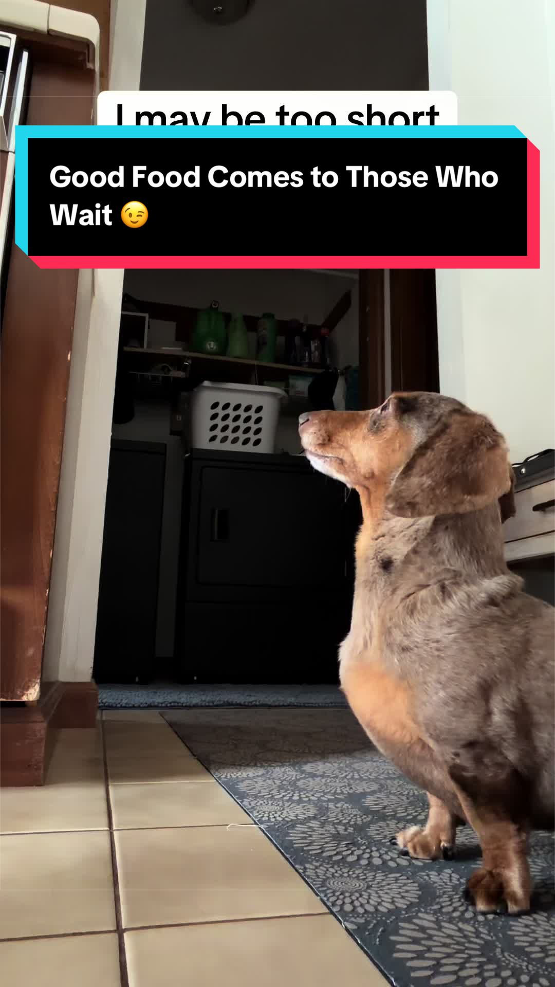 @NormanTheWienerDog