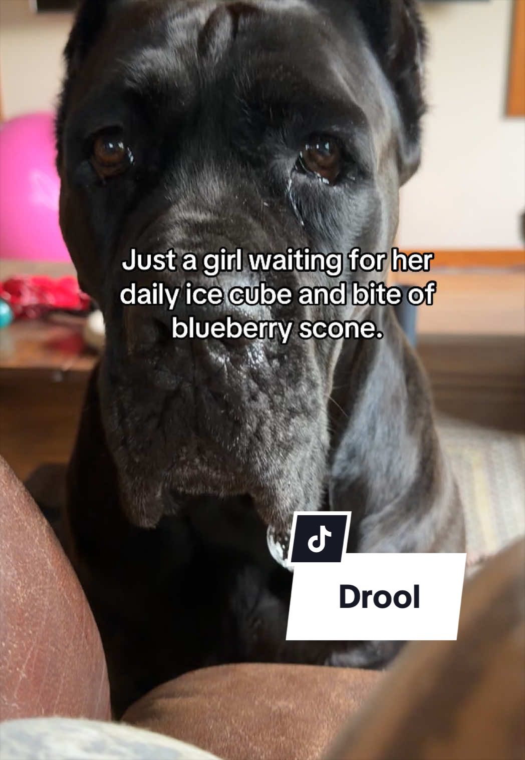@Boo the Cane Corso