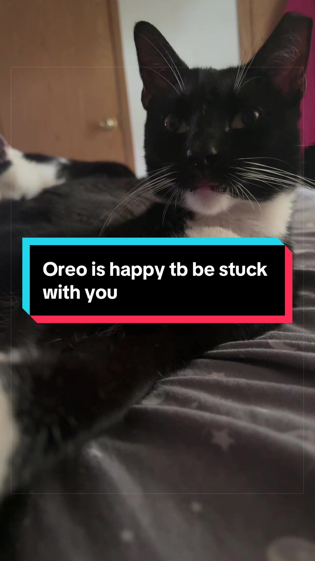 @catlover313official