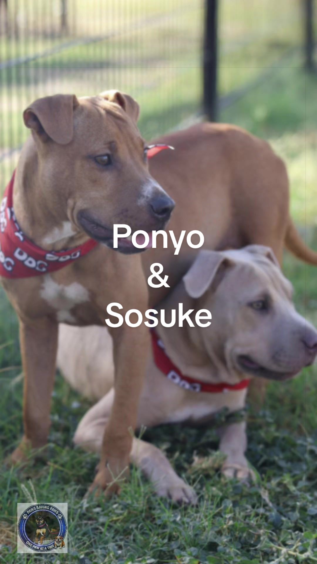 @ʙᴇᴛʜᴇɪʀᴠᴏɪᴄᴇ1🐾PSP1🫶🏻🐾🐶❤️