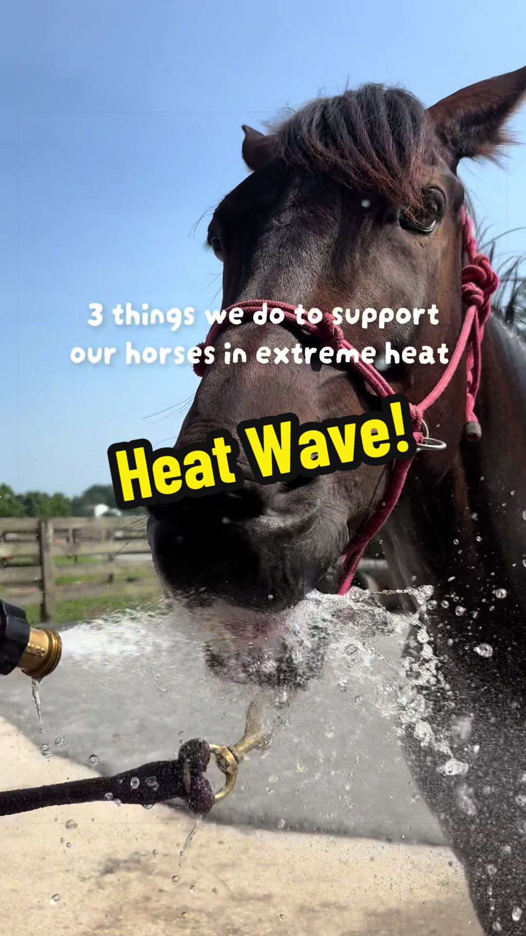 @Days End Farm Horse Rescue