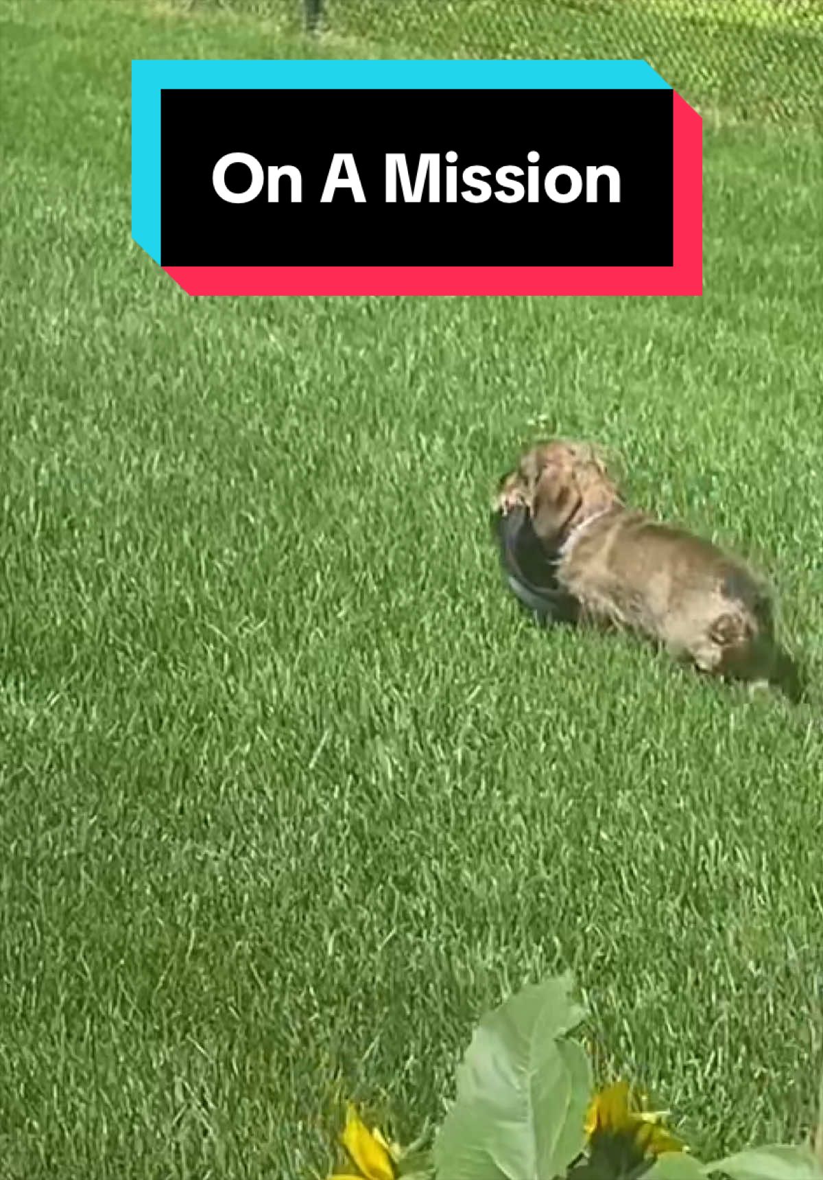 @dr.adam_christman_Veterinarian