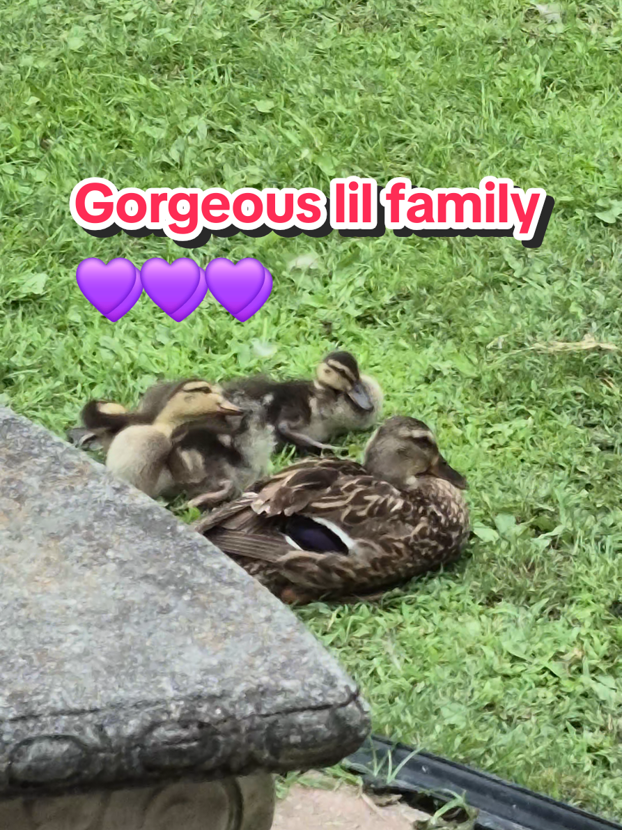 @🦆Duckville🦆