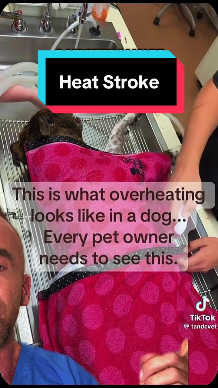 @dr.adam_christman_Veterinarian